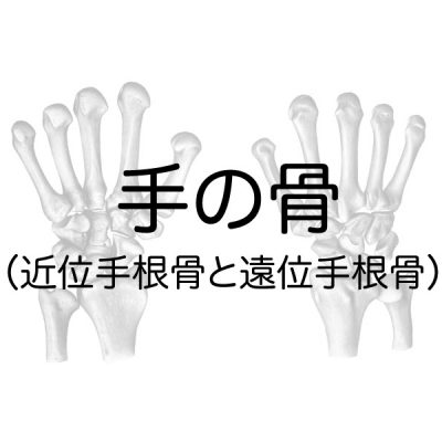 手の骨 近位手根骨と遠位手根骨 相模大野 つむぐ指圧治療室 指圧マッサージ マインドフルネス瞑想 トークセン