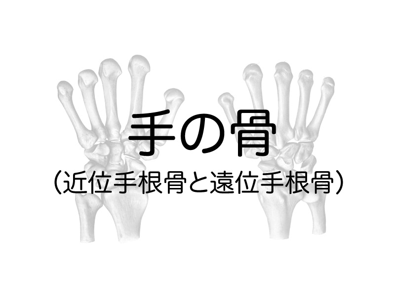 手の骨 近位手根骨と遠位手根骨 相模大野 つむぐ指圧治療室 指圧 マインドフルネス瞑想 トークセン