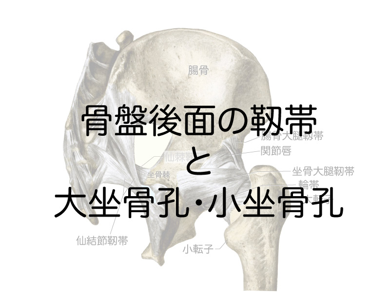 骨盤後面の靱帯と大坐骨孔 小坐骨孔 相模大野 つむぐ指圧治療室 指圧マッサージ マインドフルネス瞑想 トークセン