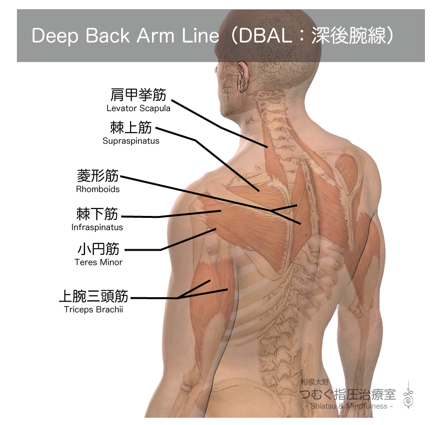 ディープバックアームライン・Deep Back Arm Line（DBAL：深後腕線）