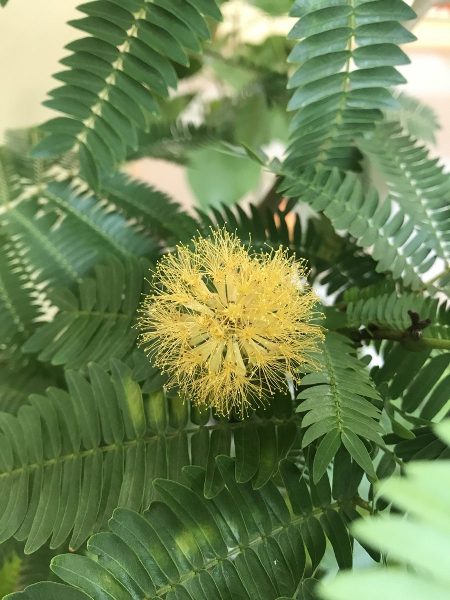 エバーフレッシュ 相模大野 つむぐ指圧治療室 指圧マッサージ マインドフルネス瞑想 トークセン